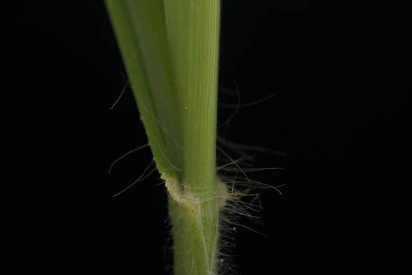 Digitaria insularis Collar