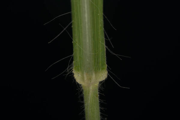 Digitaria insularis Collar