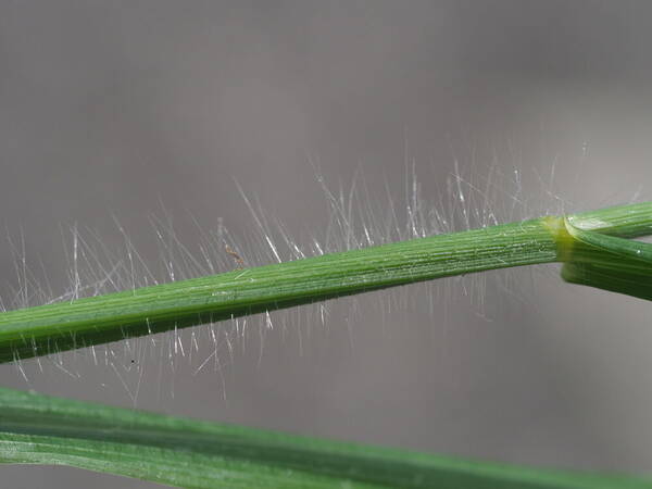 Digitaria insularis Collar