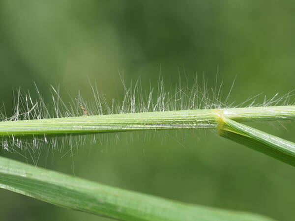 Digitaria insularis Collar