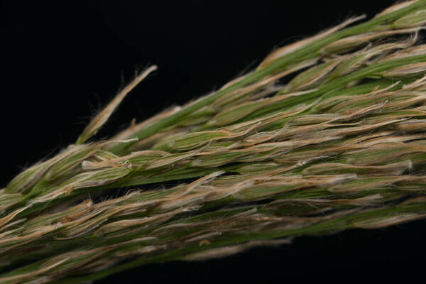 Digitaria insularis Spikelets