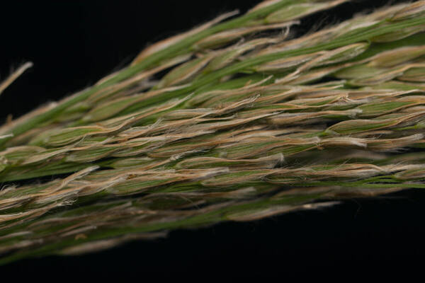 Digitaria insularis Spikelets