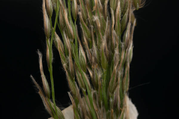 Digitaria insularis Spikelets