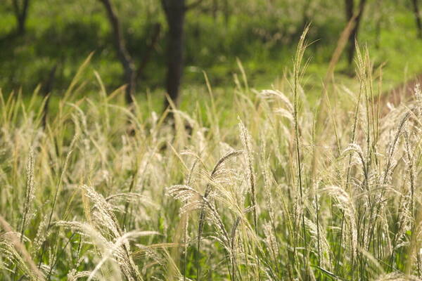 Digitaria insularis Habit