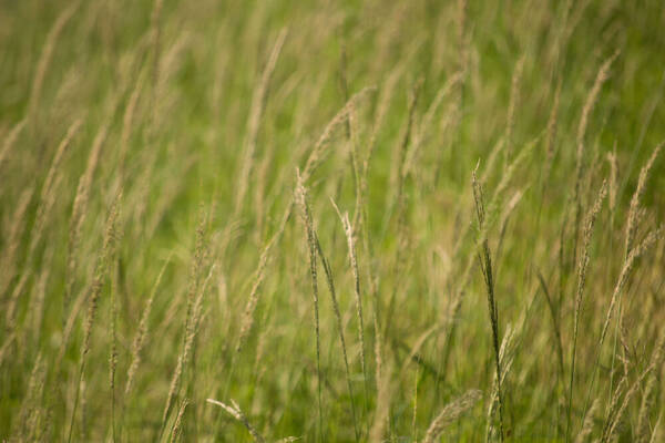 Digitaria insularis Habit