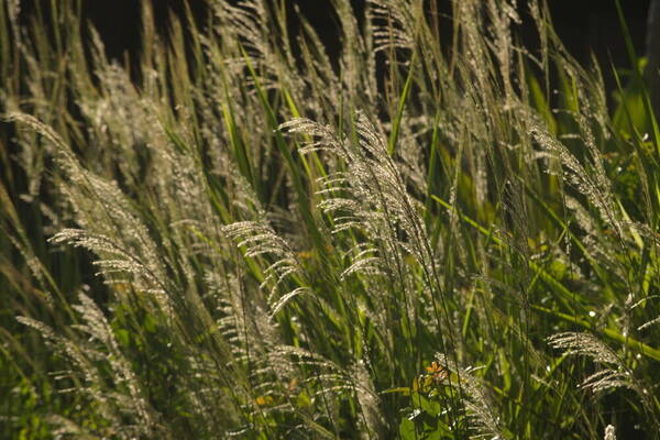 Digitaria insularis Habit