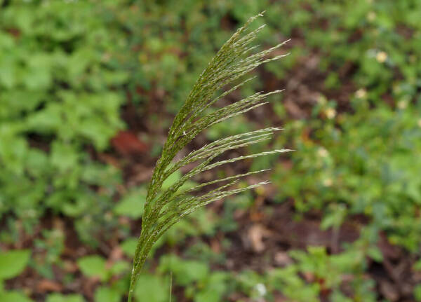 Digitaria insularis Inflorescence