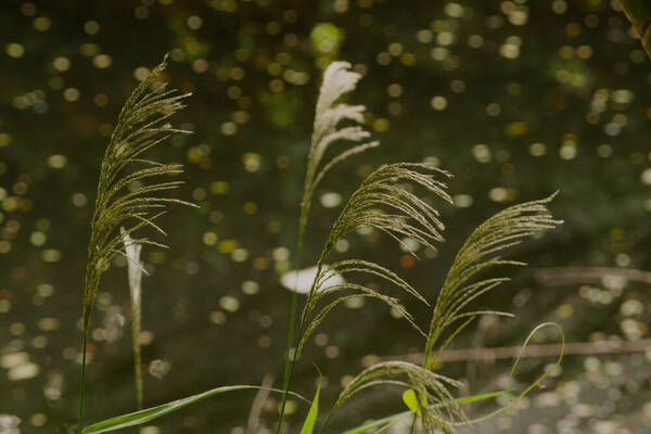 Digitaria insularis Inflorescence