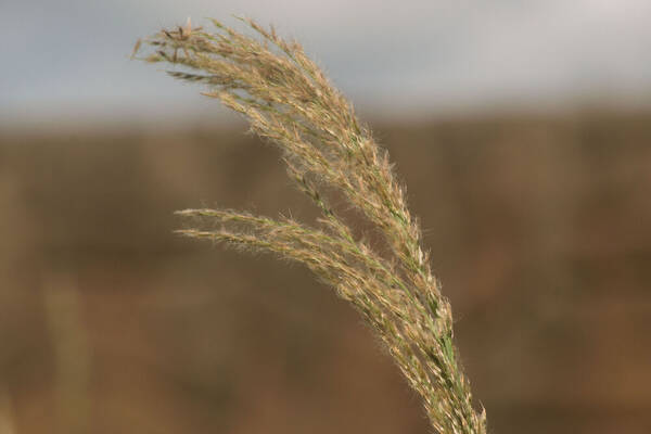 Digitaria insularis Inflorescence