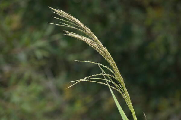 Digitaria insularis Inflorescence