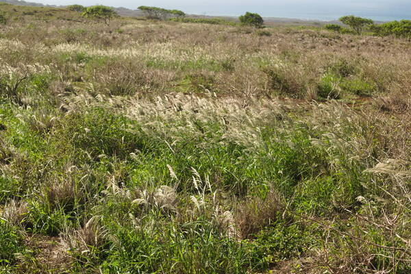 Digitaria insularis Landscape