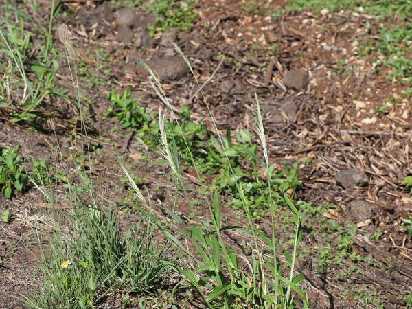 Digitaria insularis Plant