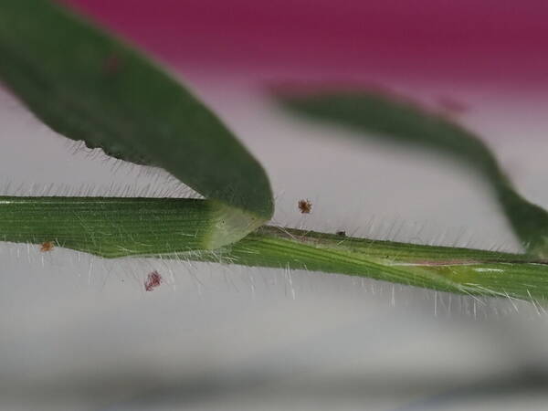 Digitaria mollicoma Collar