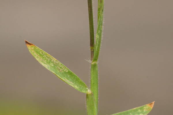 Digitaria mollicoma Collar