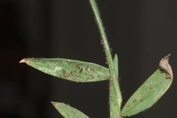 Digitaria mollicoma Collar