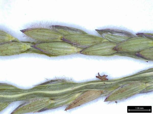 Digitaria mollicoma Spikelets