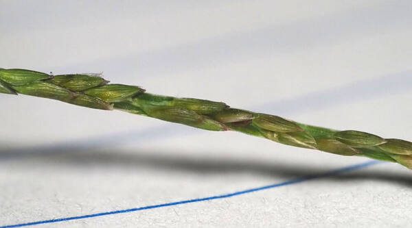 Digitaria mollicoma Spikelets