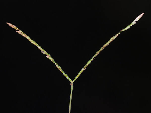 Digitaria mollicoma Inflorescence