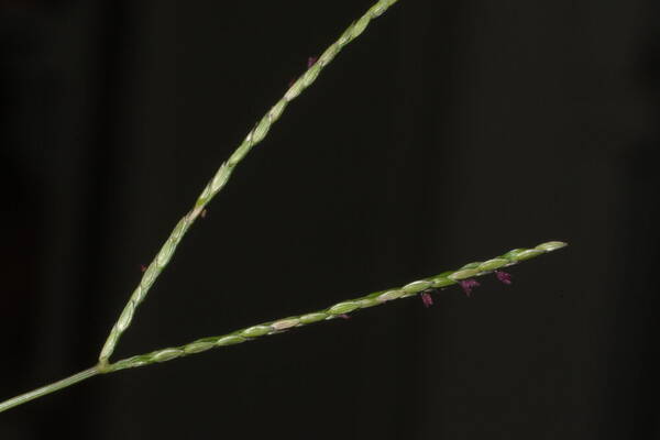 Digitaria mollicoma Inflorescence