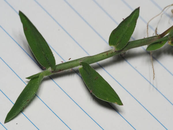 Digitaria mollicoma Plant