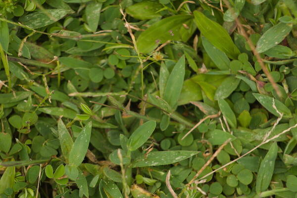 Digitaria mollicoma Plant