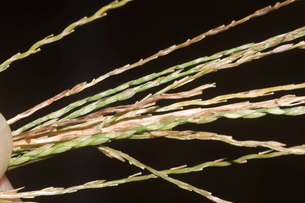 Digitaria nuda Spikelets