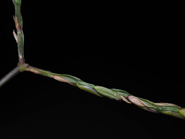 Digitaria nuda Spikelets