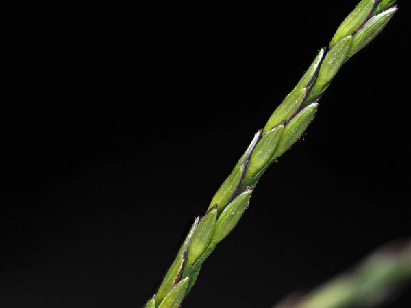 Digitaria nuda Spikelets