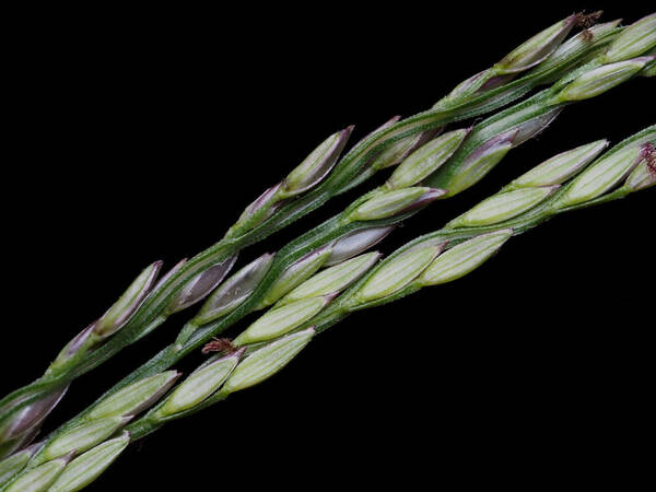 Digitaria nuda Spikelets