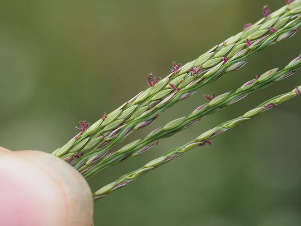 Digitaria nuda Spikelets