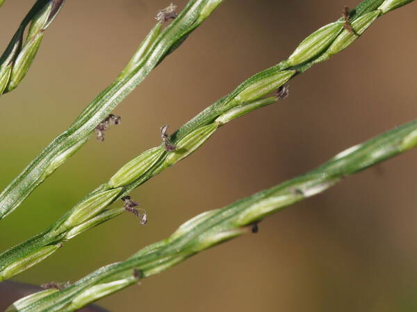 Digitaria nuda Spikelets