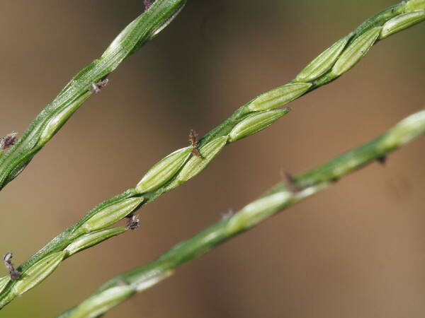 Digitaria nuda Spikelets