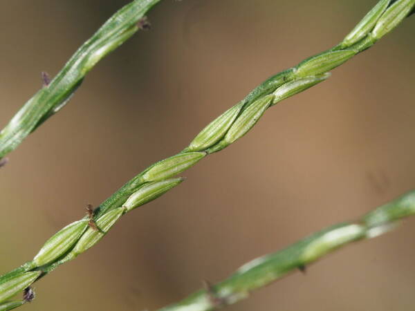 Digitaria nuda Spikelets