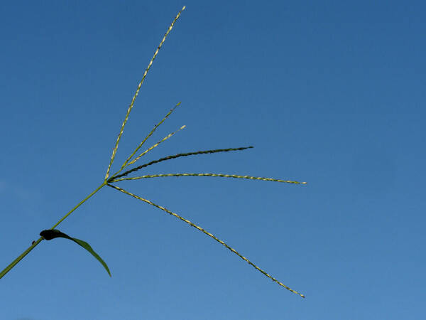 Digitaria nuda Inflorescence