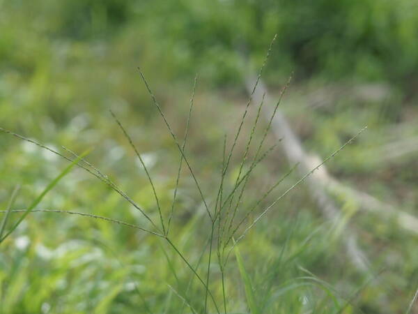 Digitaria nuda Inflorescence