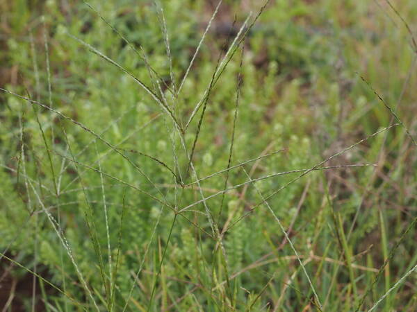 Digitaria nuda Inflorescence