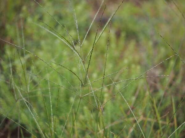 Digitaria nuda Inflorescence