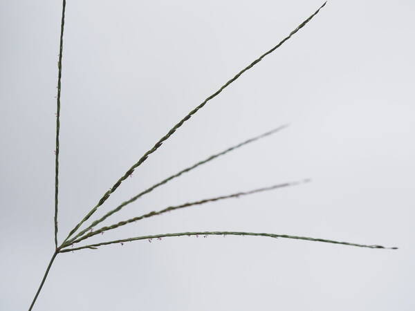 Digitaria nuda Inflorescence