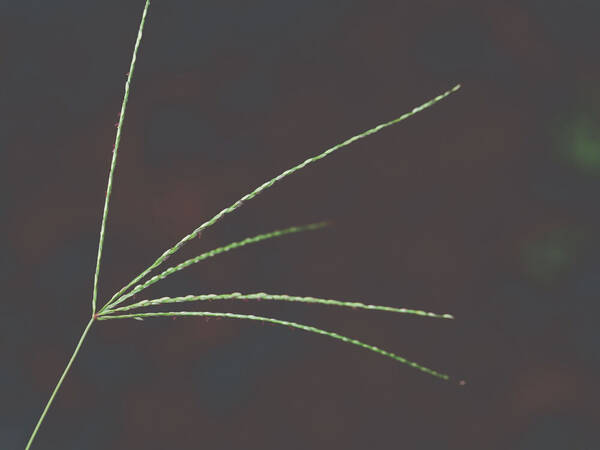 Digitaria nuda Inflorescence