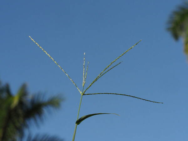 Digitaria nuda Inflorescence