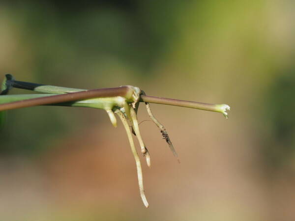 Digitaria nuda Node