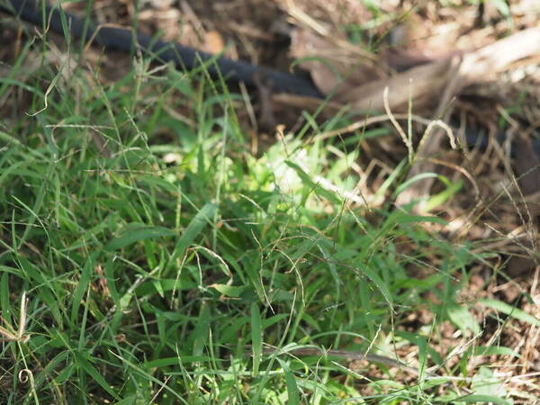 Digitaria nuda Plant