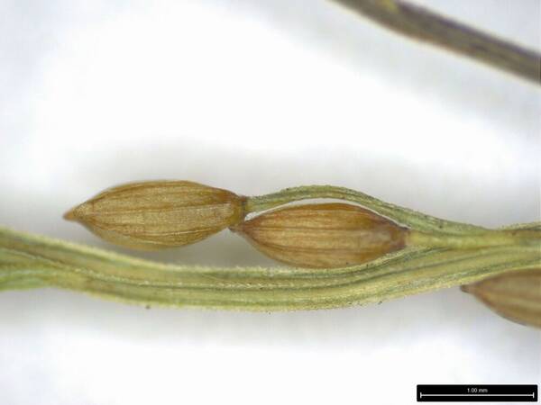 Digitaria orbata Spikelets