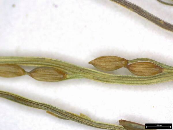 Digitaria orbata Spikelets