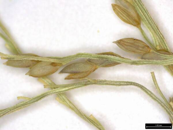 Digitaria orbata Spikelets