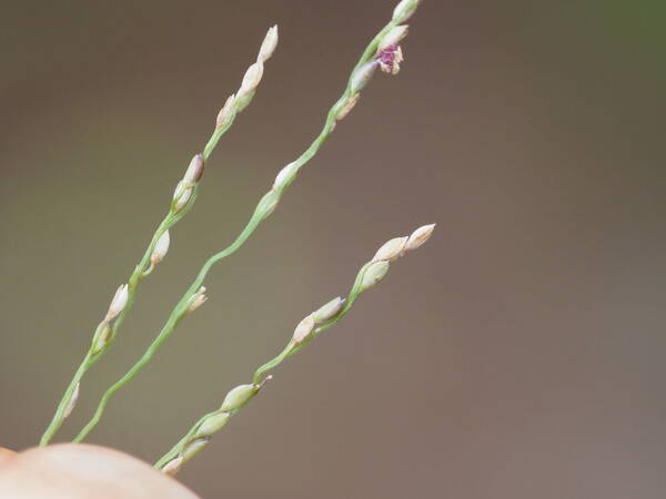 Digitaria orbata Spikelets