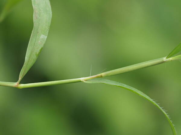 Digitaria radicosa Collar