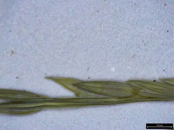 Digitaria radicosa Spikelets