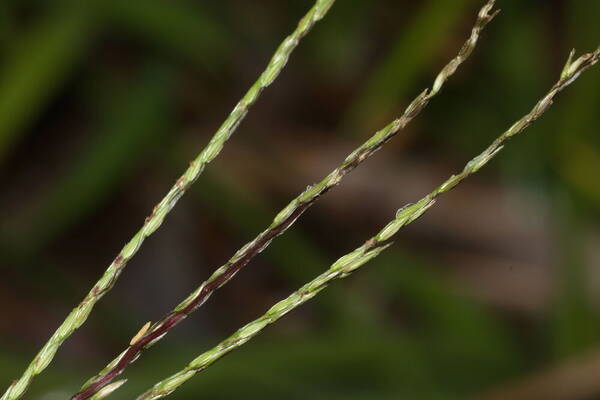 Digitaria radicosa Spikelets