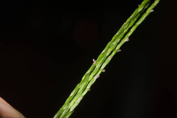 Digitaria radicosa Spikelets